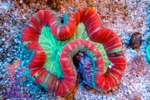 Multicolor Trachy – 433024