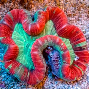 Multicolor Trachy – 433024