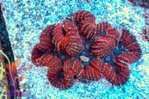 Symphyllia – 434058