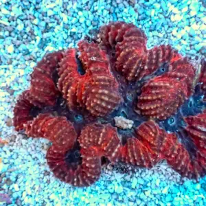 Symphyllia – 434058