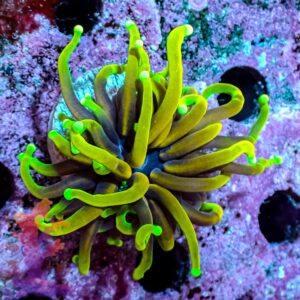 Hellfire Torch Coral – 435079