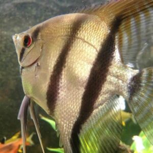 Mixed Angelfish (Large)