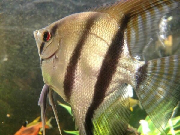 Mixed Angelfish (Large) - Image 1