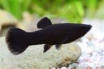 Black Molly - Image 2