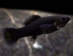 Black Molly - Image 3