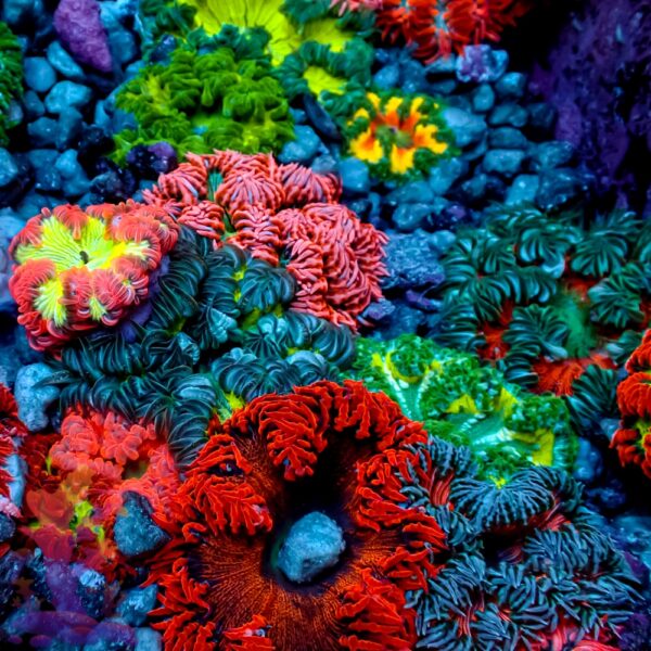 Ultra Rock Flower Anemone - Image 1