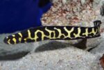 Engineer Goby - Image 2