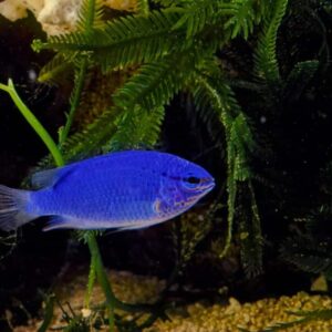 Blue Damsel