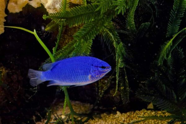 Blue Damsel - Image 1