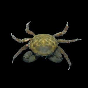 Emerald Crab