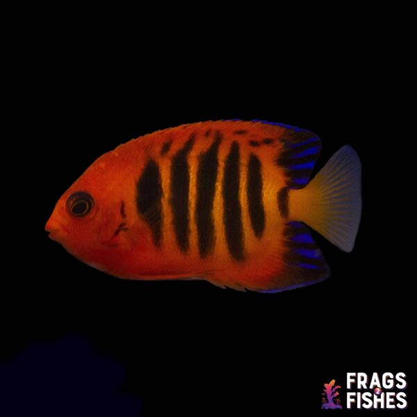 Flame Angelfish - Image 1