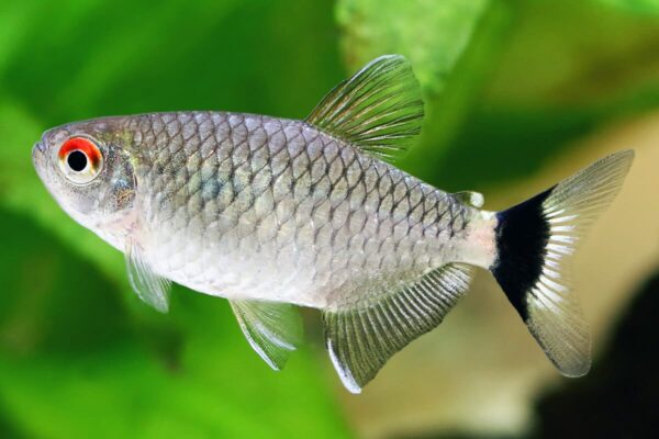 Red Eye Tetra - Image 1