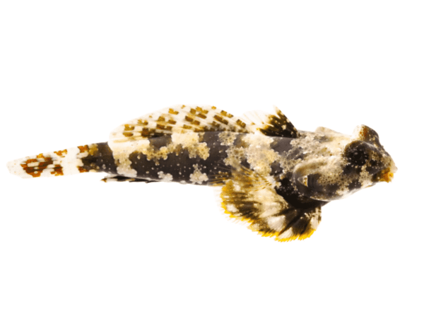 scrnli_5_12_2022_12-34-42-PM.png Scooter Blenny - Image 1