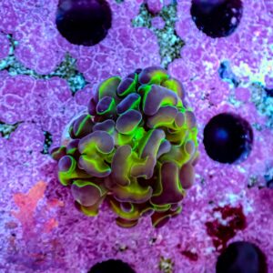 Hologram Hammer – 437052