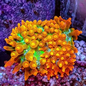 Chicago Sunburst Anemone – 437121
