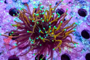 Blowtorch – 439031