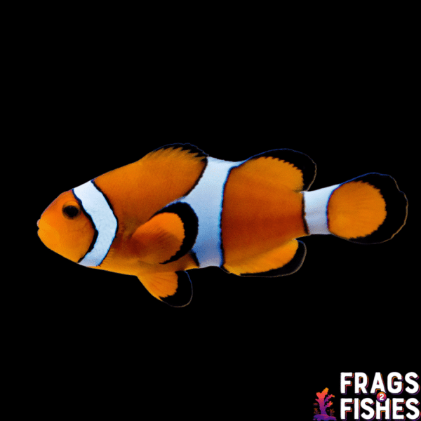 Ocellaris Clownfish - Image 1