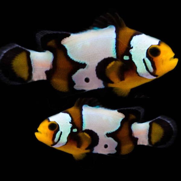 Blacker Ice - Clownfish Pair - Image 1