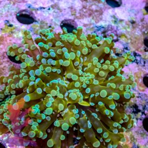 Gold Mouth Frogspawn – 441093