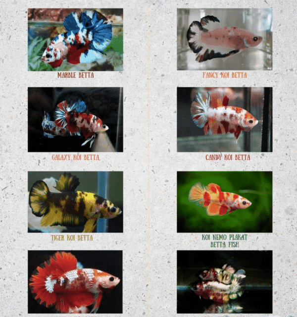 Candy Koi Halfmoon Betta - Image 1