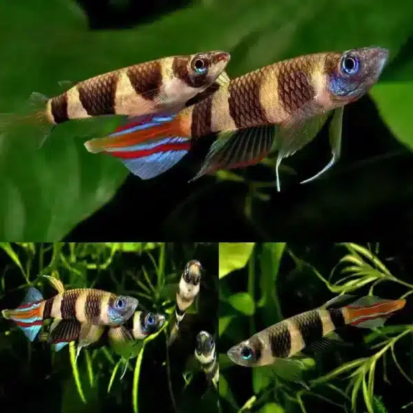 Clown Killifish - Image 1