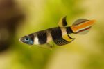 Clown Killifish - Image 2