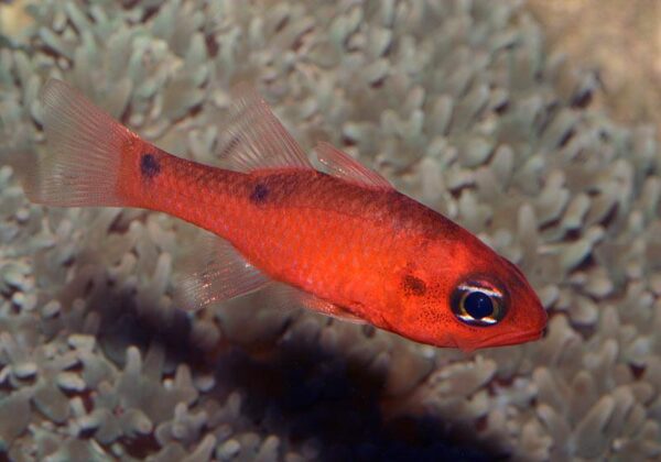 Flame Cardinal - Image 1