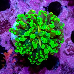 Splatter Frogspawn – 445044
