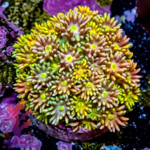 Pink Lemonade Goniopora – 446045