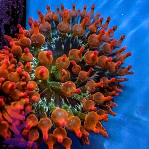 Starburst Bubble Tip Anemone – 446100