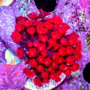 Ultra Red Goniopora – 448026