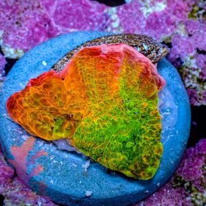 Ultra Rainbow Chalice – 448059