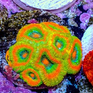Rainbow Road Micromussa – 448107