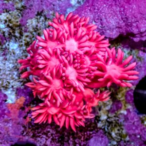 Ultra Pink Goniopora – 448137