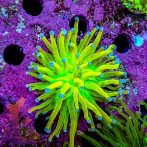 Ultra Holy Grail Torch Coral – 448150