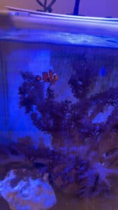 Shanes 15 Gallon