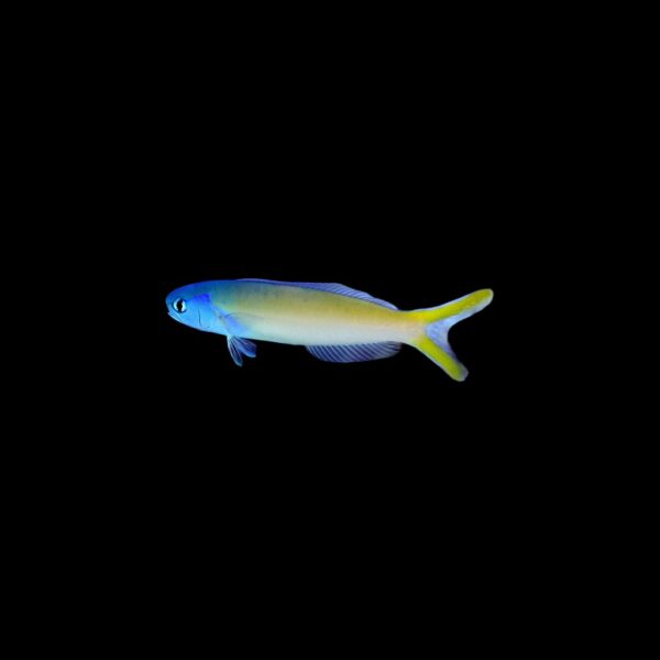 Blue Jaw Tilefish - Image 1