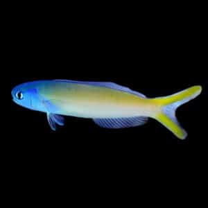 Blue Jaw Tilefish