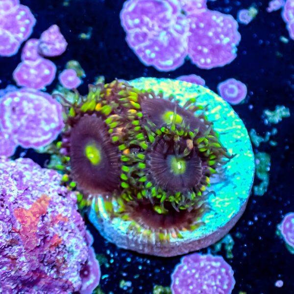Bozo's Birthday Zoanthids - Image 6