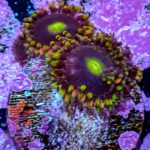Bozo's Birthday Zoanthids - Image 5