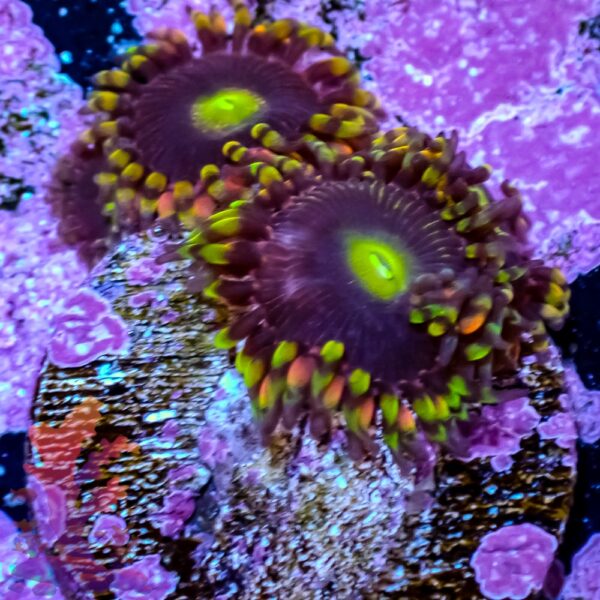 Bozo's Birthday Zoanthids - Image 5