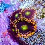 Bozo's Birthday Zoanthids
