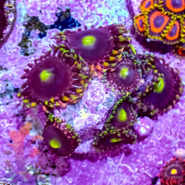 Bozo's Birthday Zoanthids - Image 3