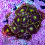 Bozo's Birthday Zoanthids - Image 2