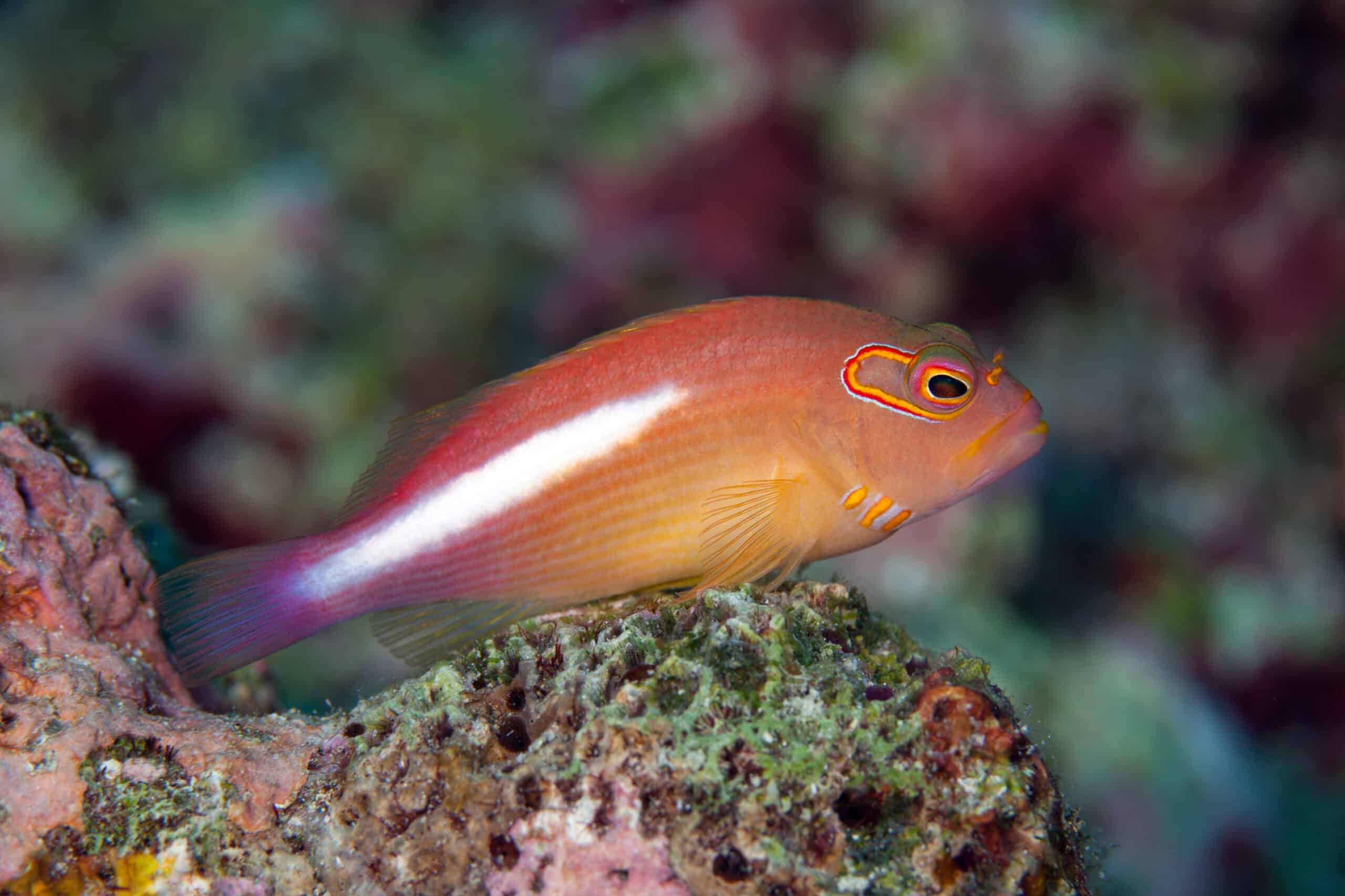 Arc-eye hawkfish (Paracirrhites arcatus) found in shallow waters in the tropical IndoPacific on reefs, resting on coral heads much of the time.Layang Layang,Malaysia Arc Eye Hawkfish - Image 1