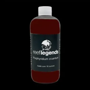 Porphyridium Cruentum