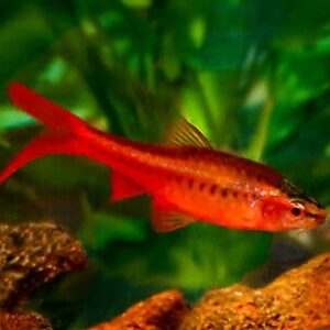 Cherry Veiltail Barb