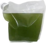 Tetraselmis Chui for Culturing - Image 2