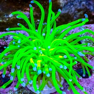 OG Todd’s Torch – 506080