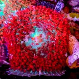 St Thomas Mushroom – 508038
